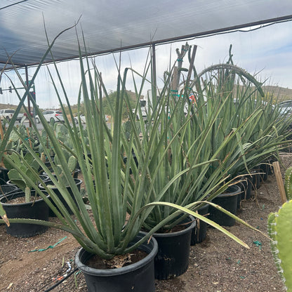 25 gallon Macdougall's Furcraea (Furcraea macdougallii) in nursery pot — Phoenix, AZ