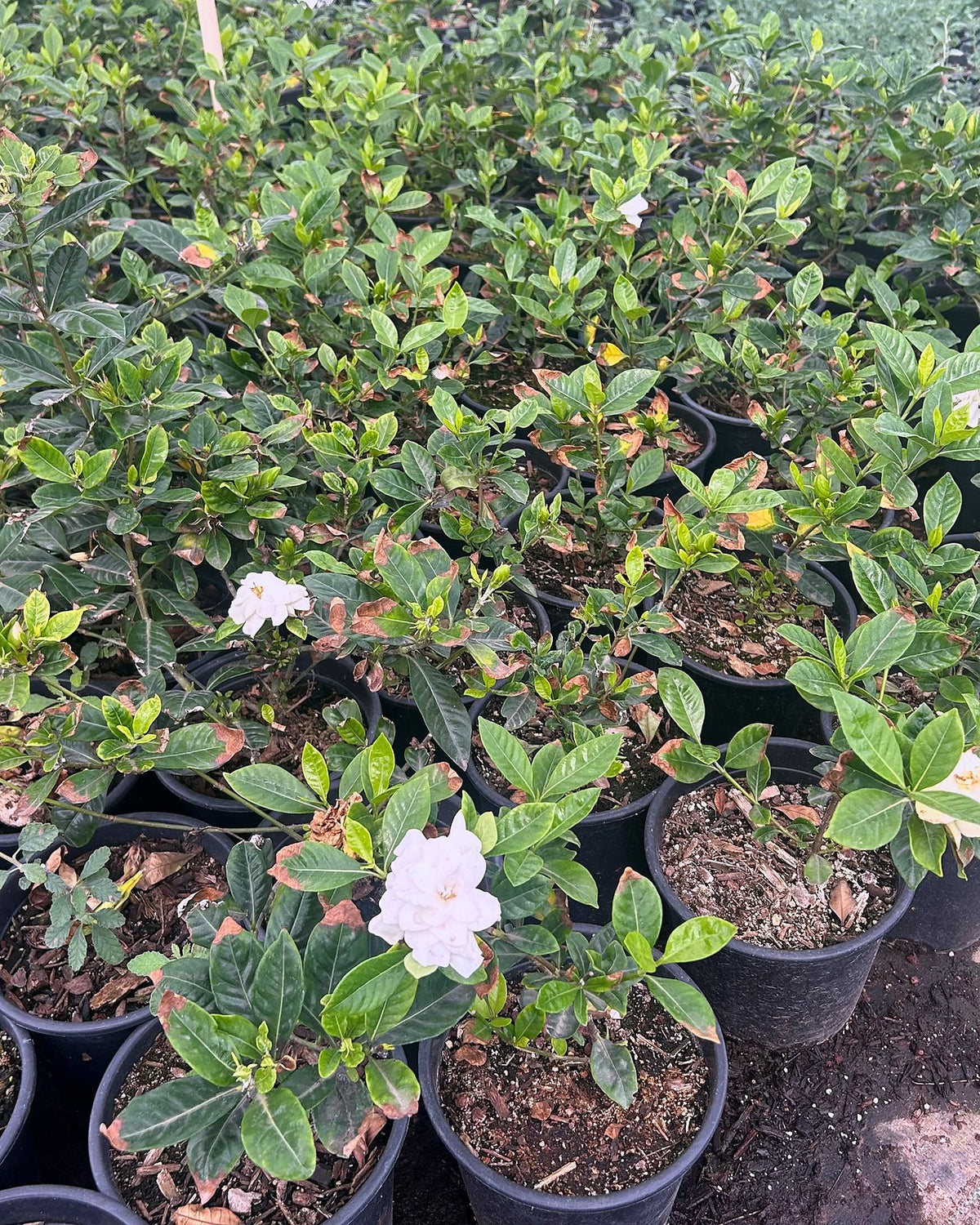 Gardenia