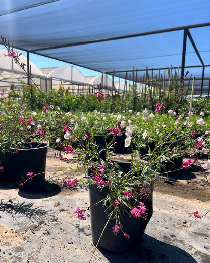 Gaura Pink