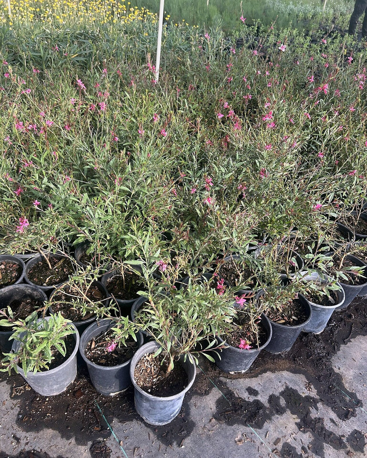 Gaura Pink