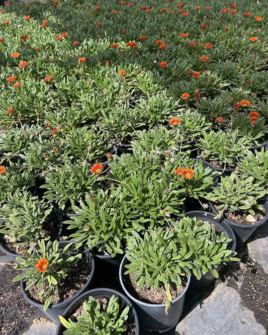 Gazania-Orange
