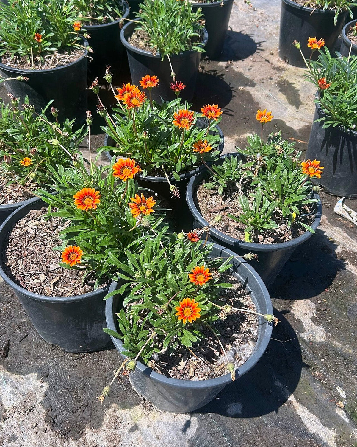 Gazania-Orange