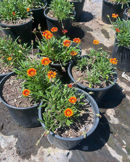 Gazania-Orange