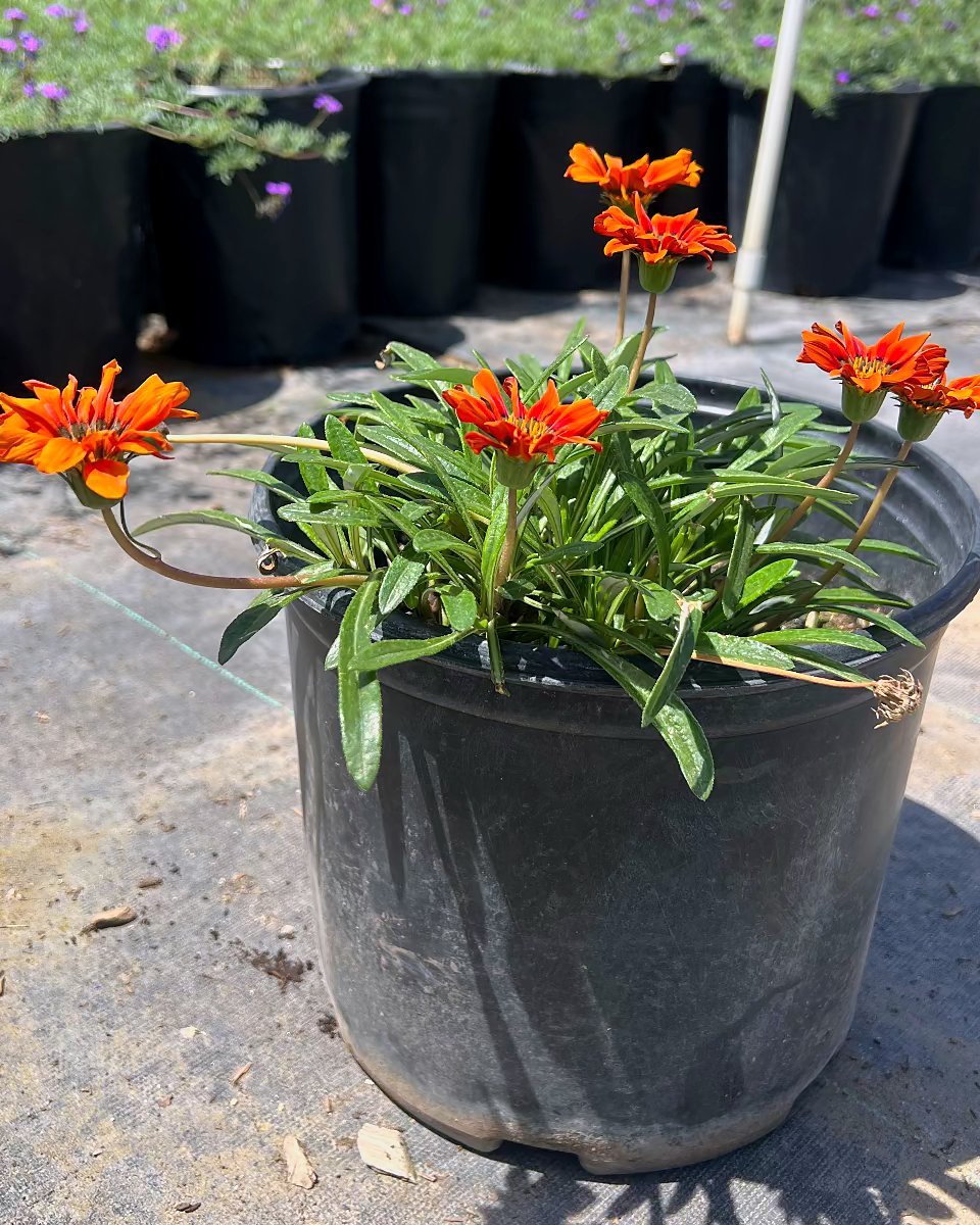 Gazania-Red