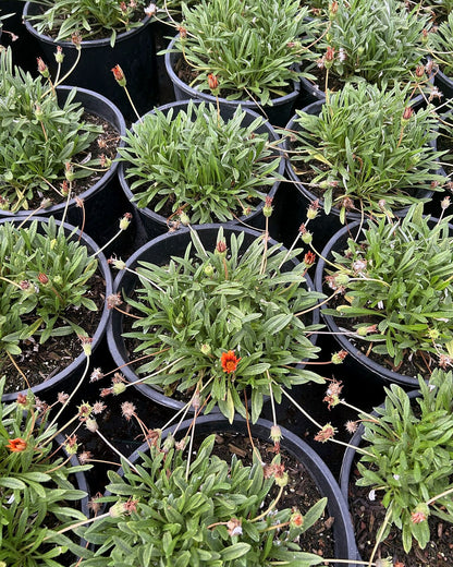 Gazania-Red