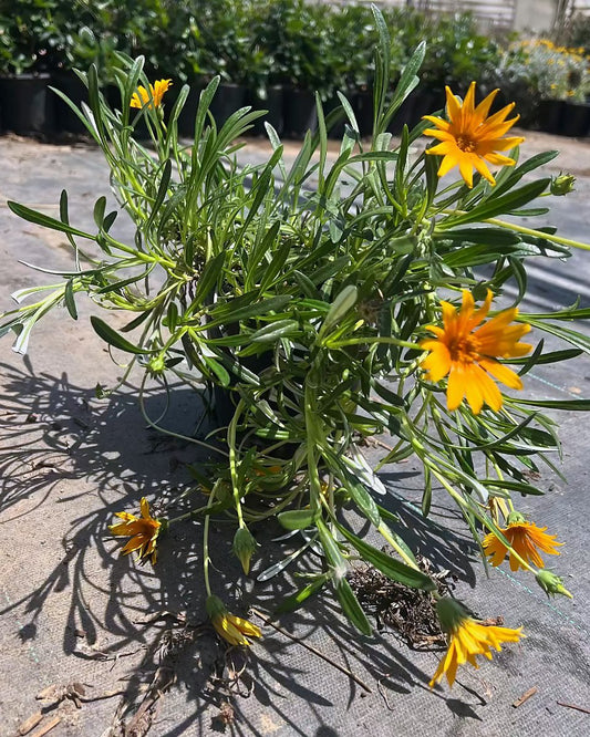 Gazania-Yellow