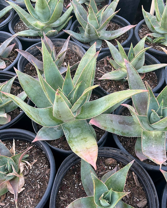 Ghost Aloe