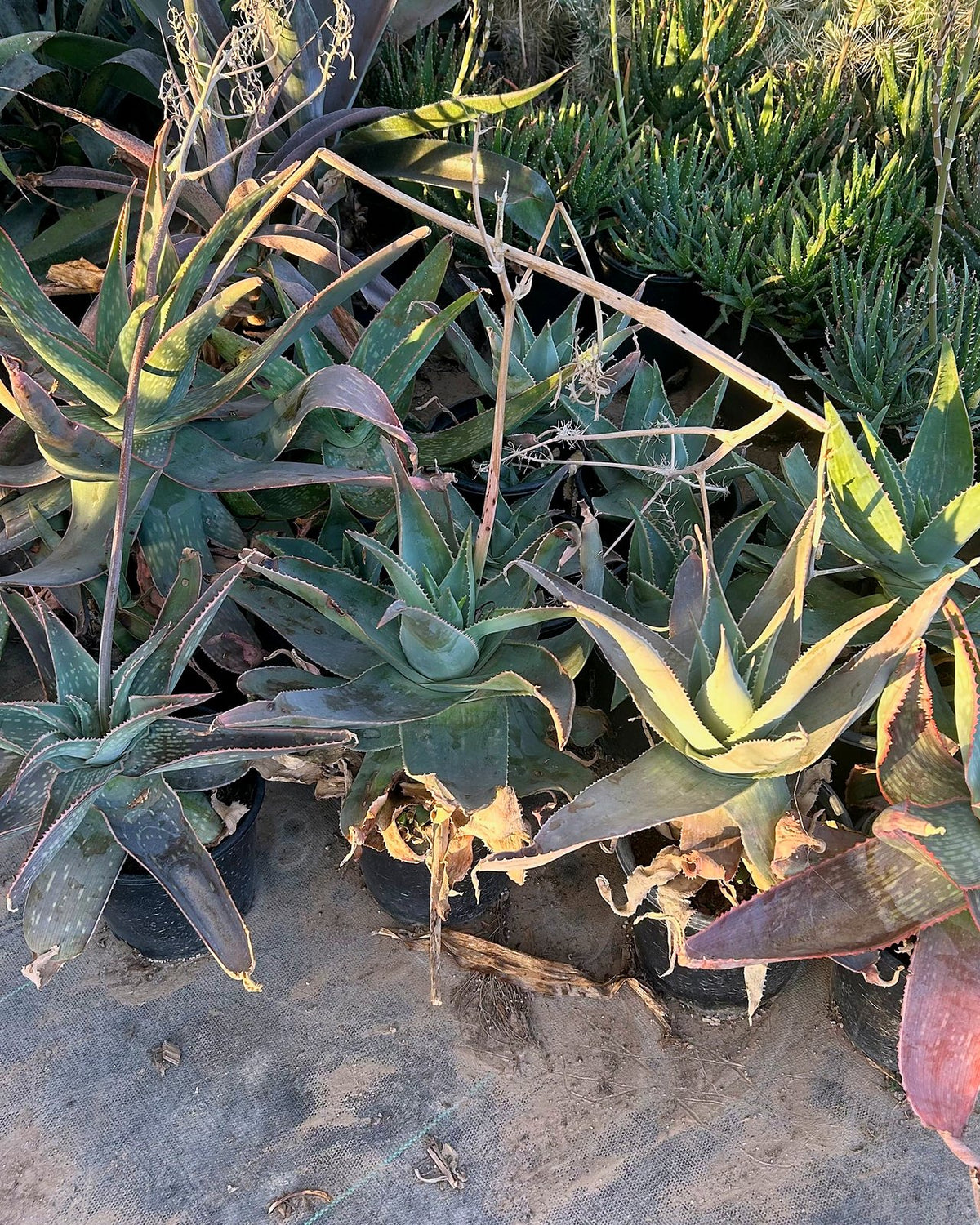 Ghost Aloe