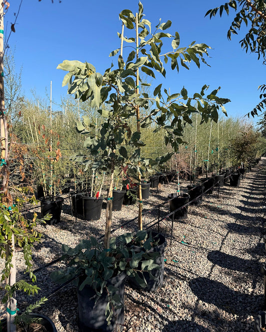 Ghost Gum