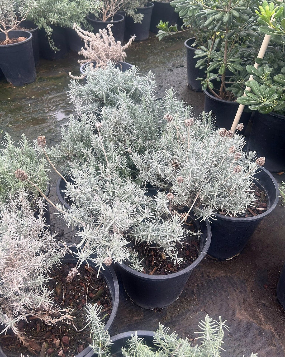 Ghostly Princess Spanish Lavender