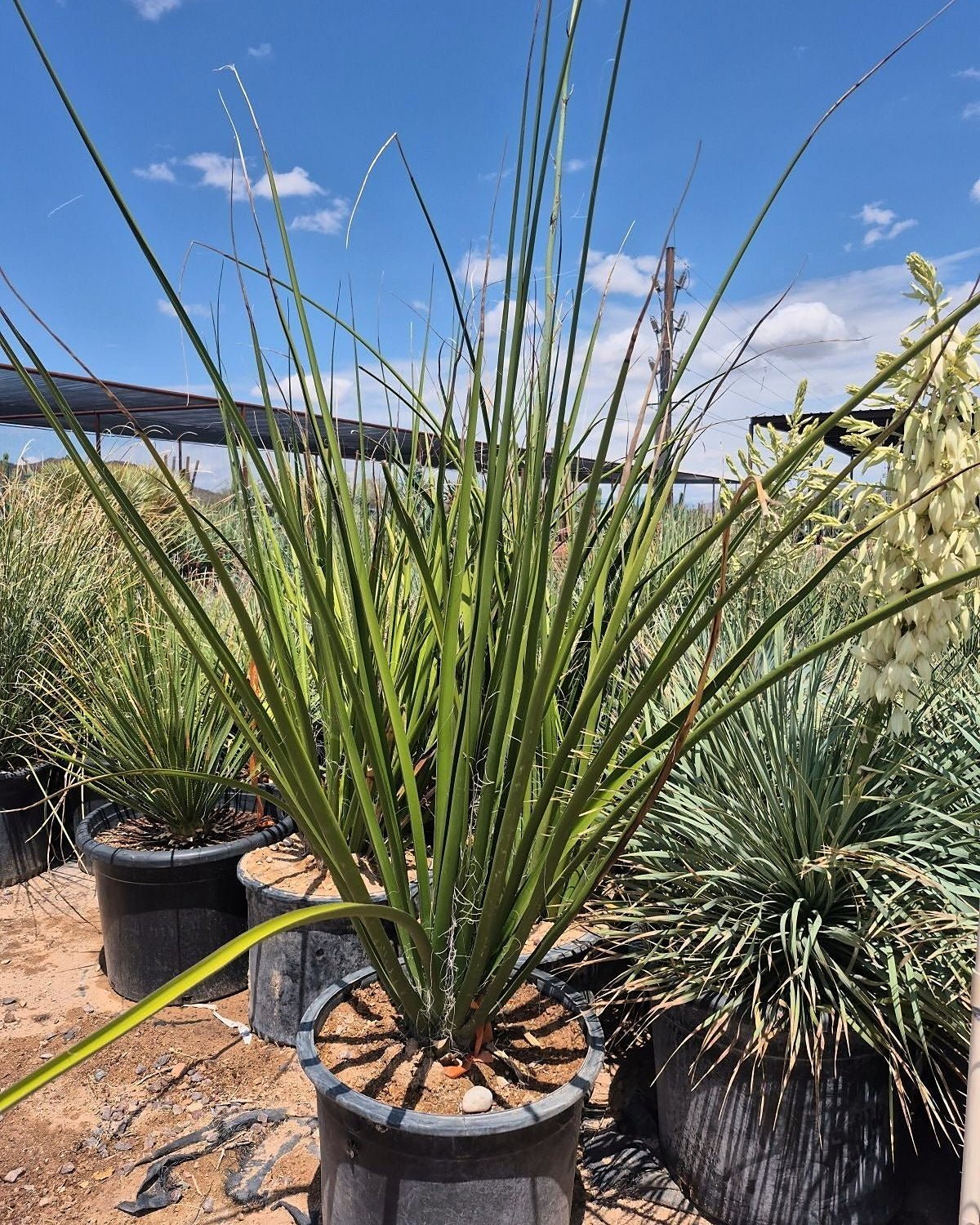 Giant Hesperaloe