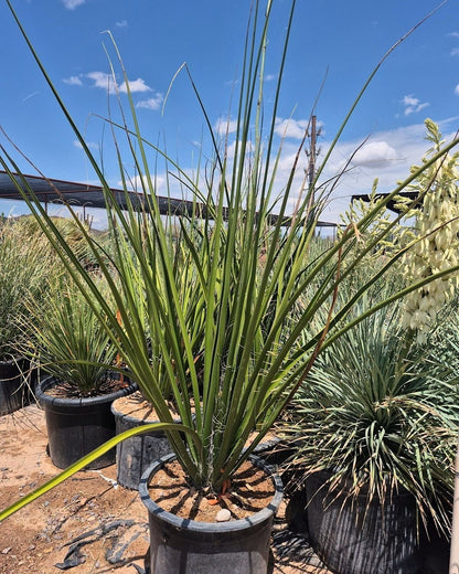 Giant Hesperaloe