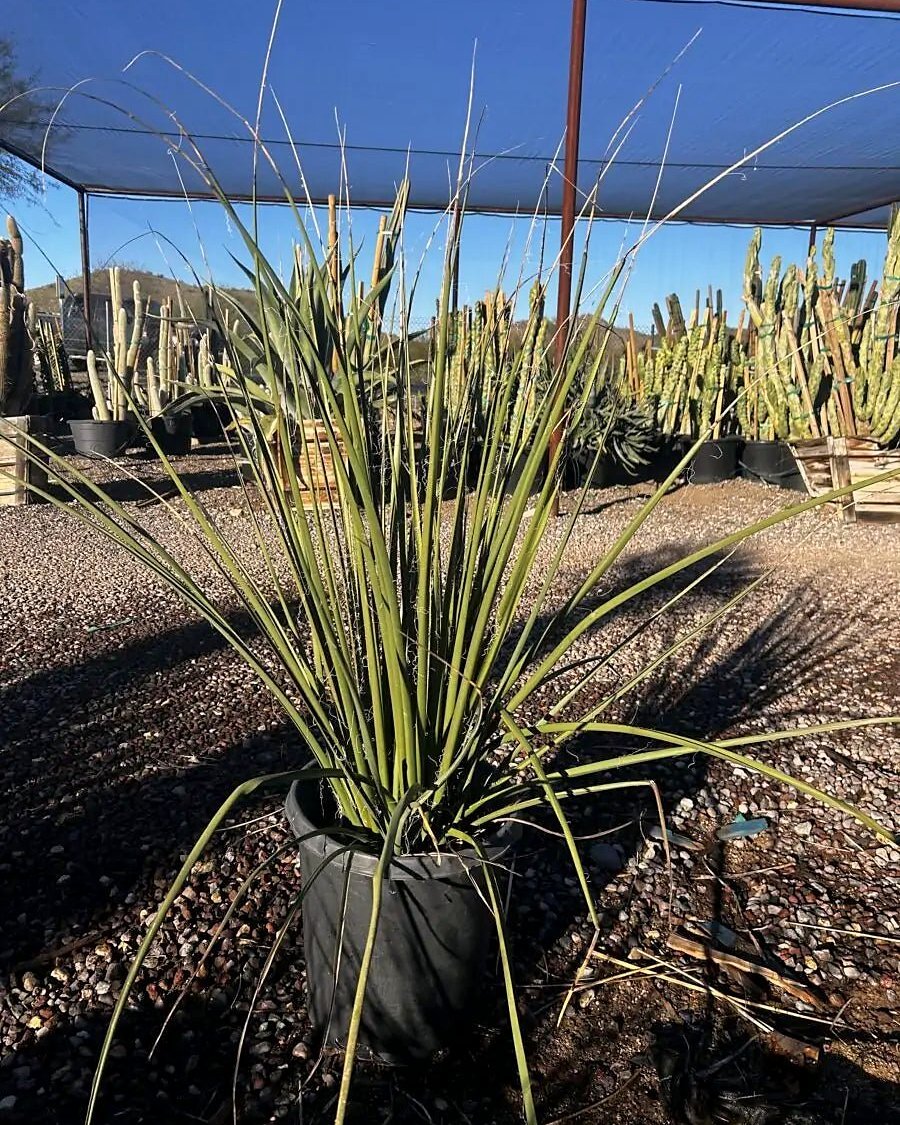 Giant Hesperaloe