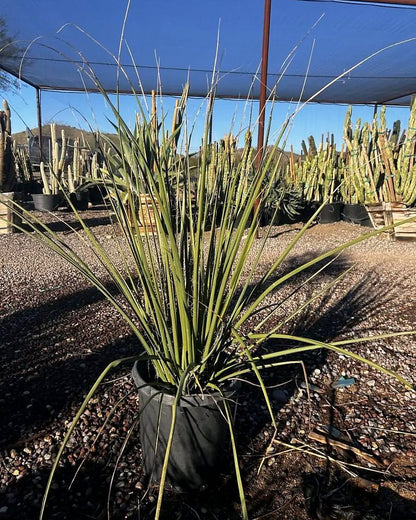 Giant Hesperaloe