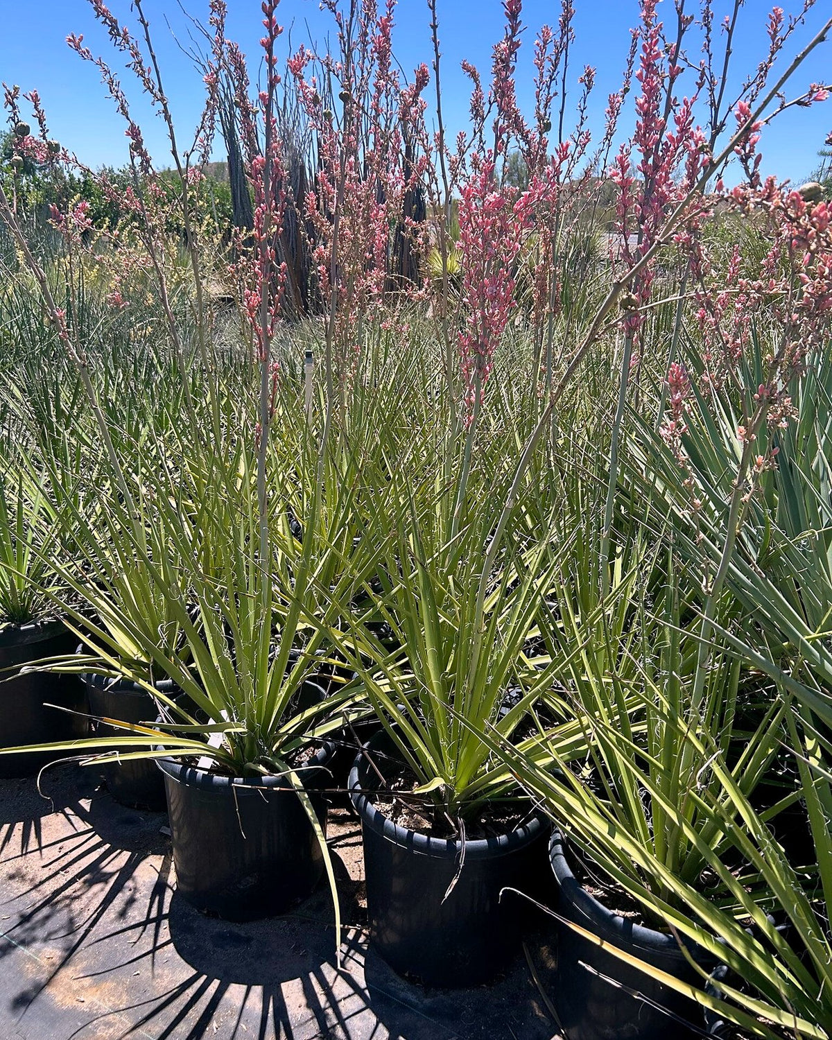 Giant Hesperaloe