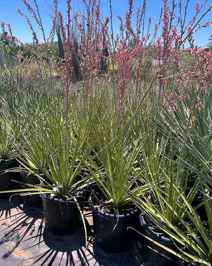 Giant Hesperaloe