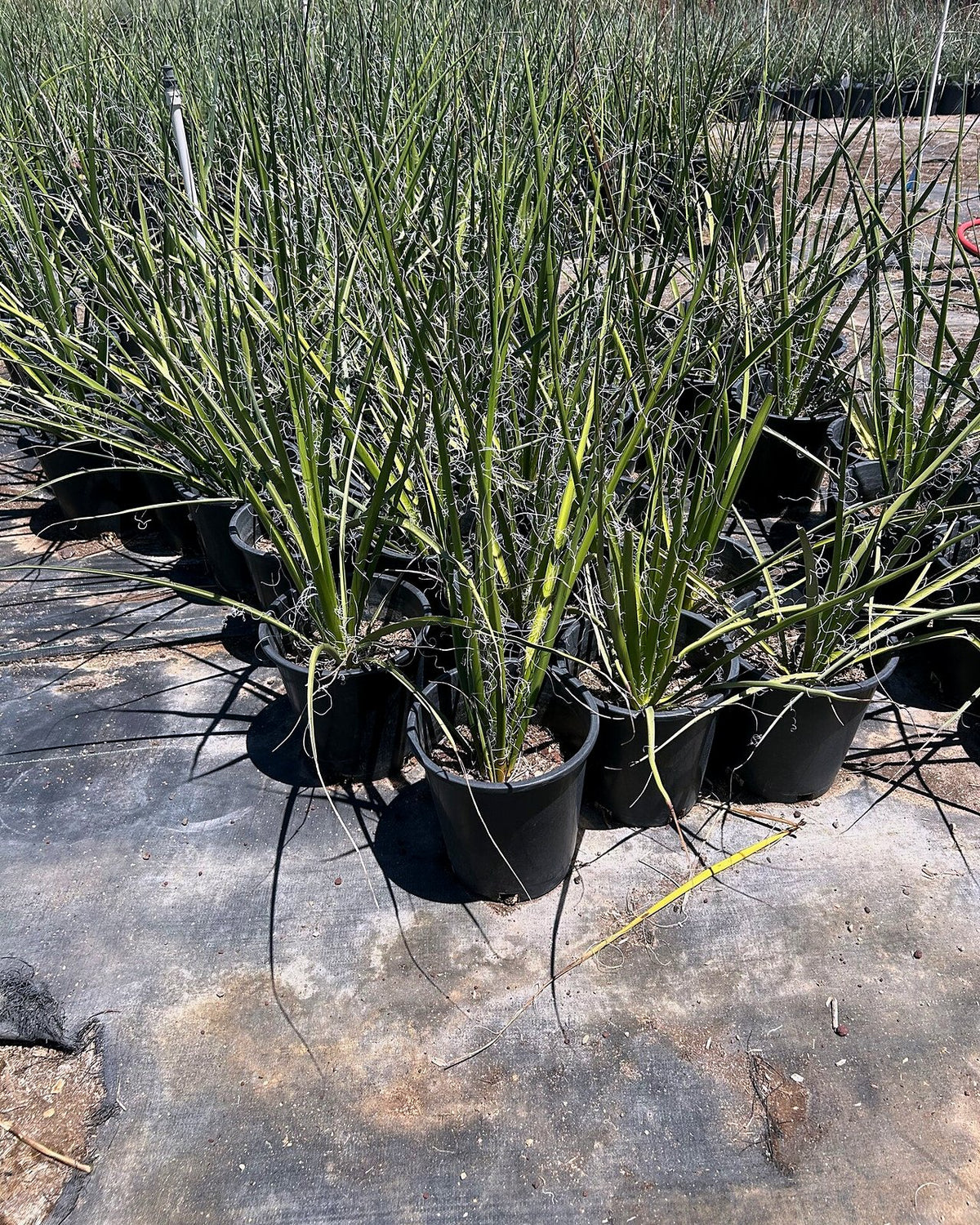 Giant Hesperaloe