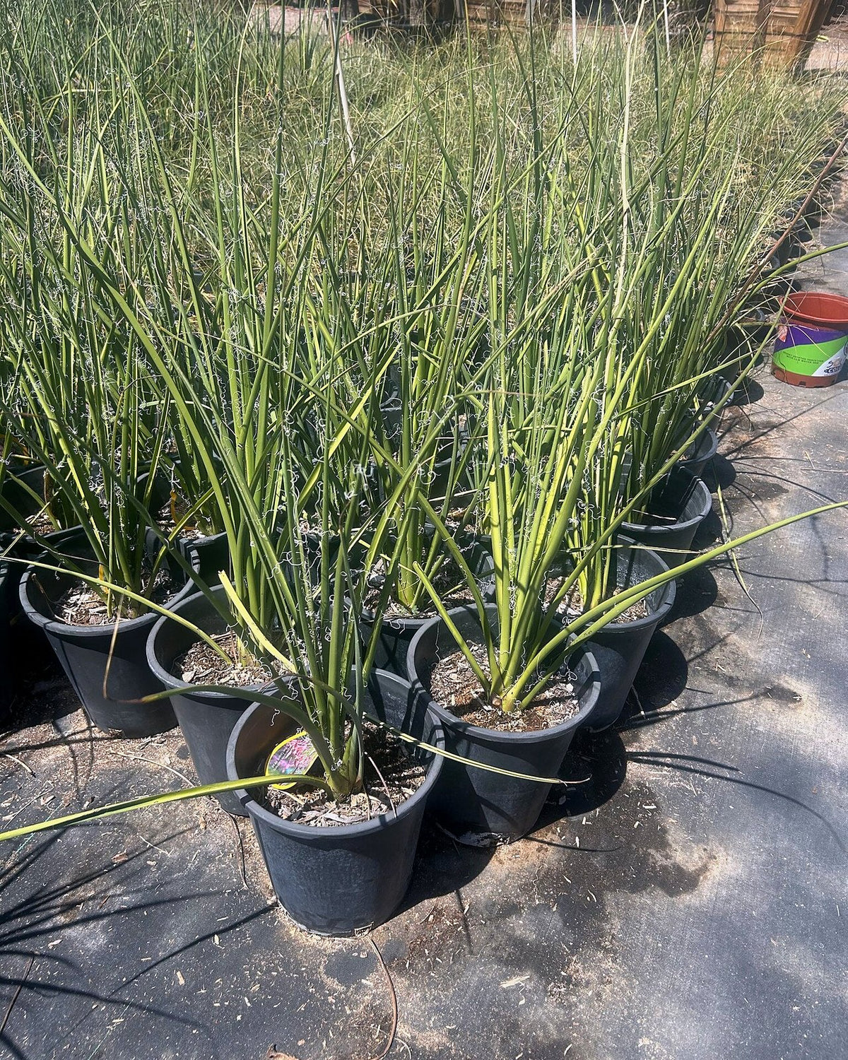 Giant Hesperaloe