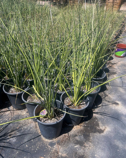 Giant Hesperaloe