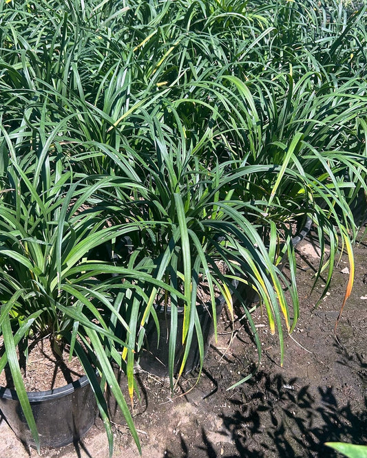 Giant Lily Turf