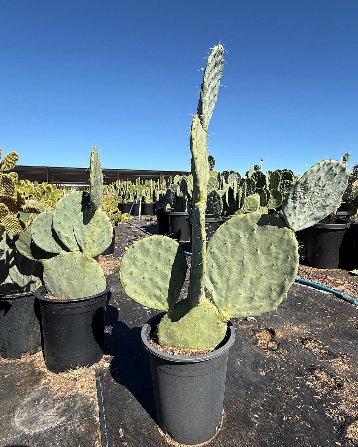 Giant Prickly Pear