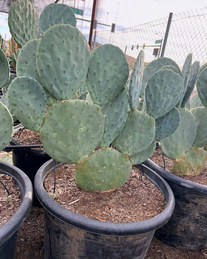 Giant Prickly Pear