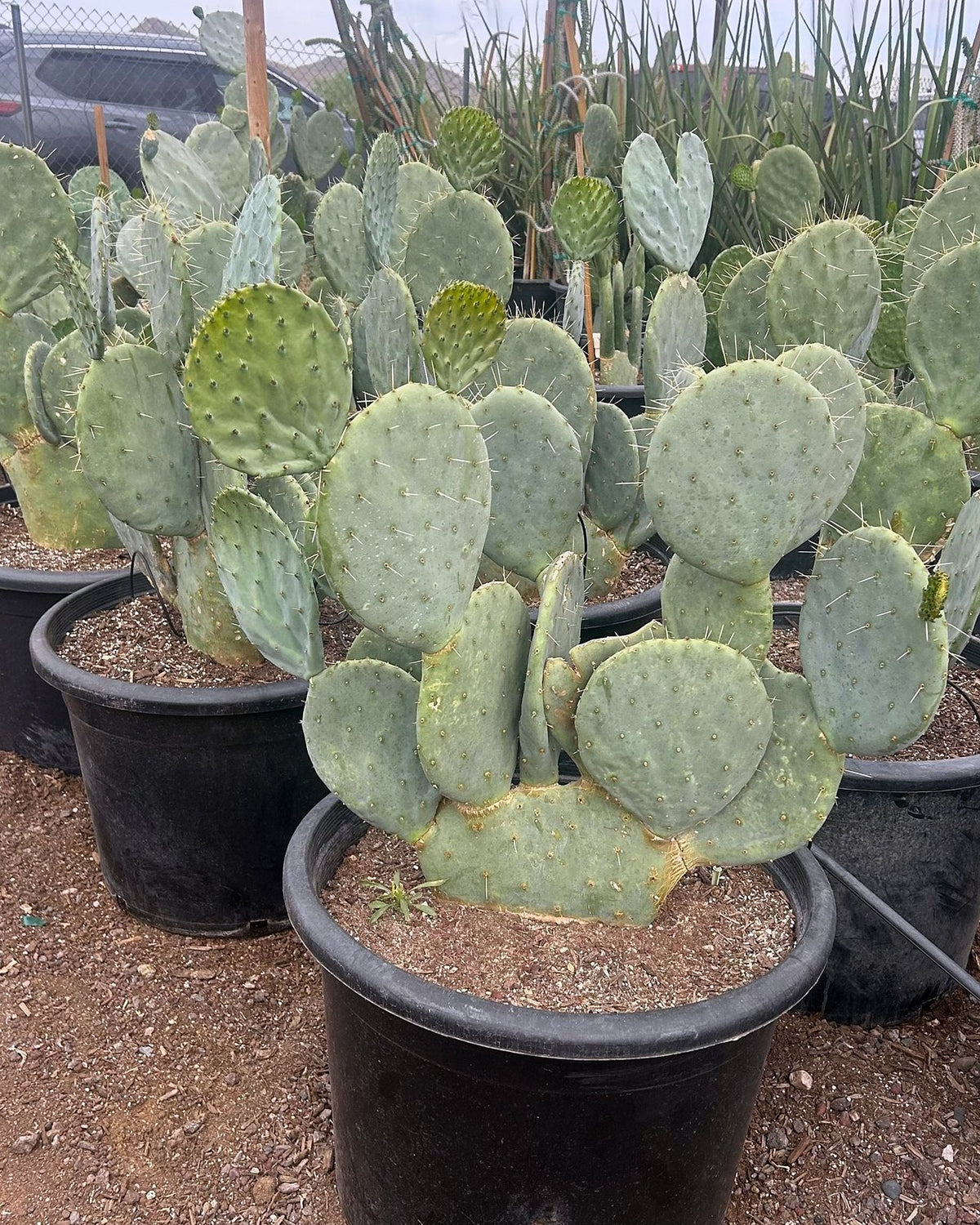 Giant Prickly Pear