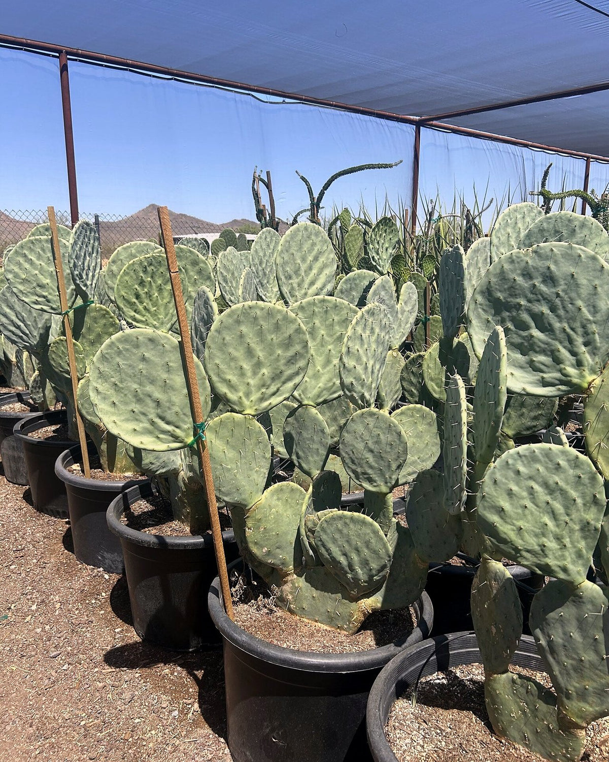 Giant Prickly Pear