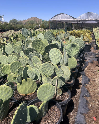 Giant Prickly Pear