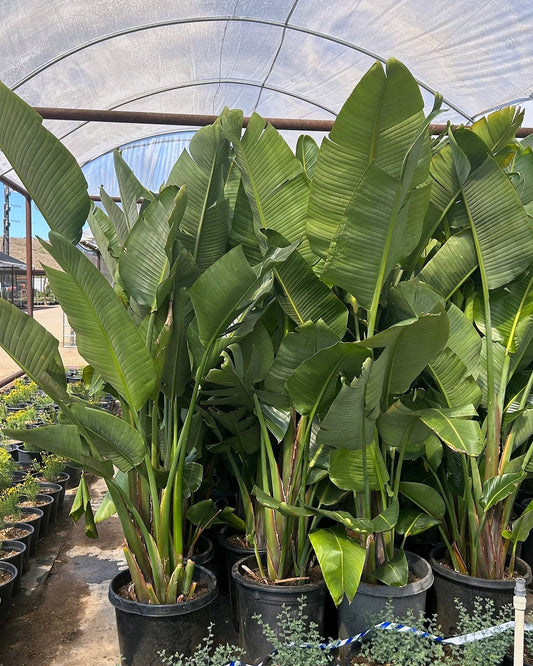 Giant Tropical Bird of Paradise