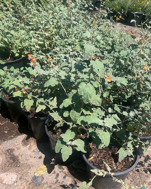 Globemallow