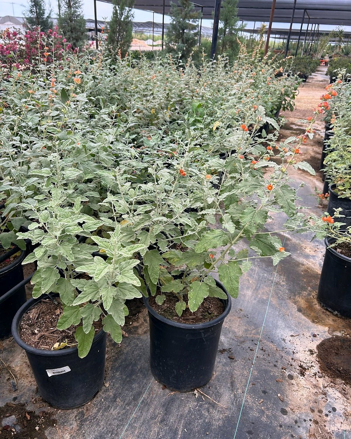 Globemallow