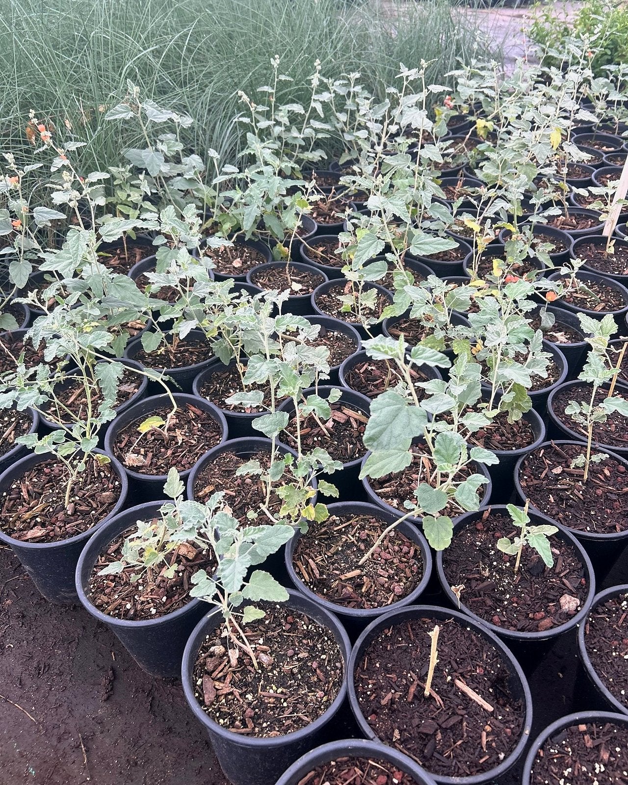 Globemallow