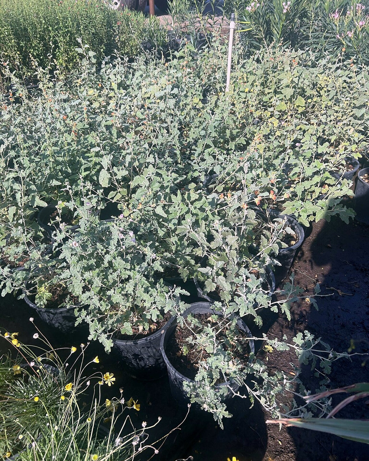 Globemallow