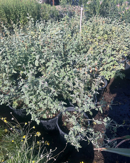 Globemallow