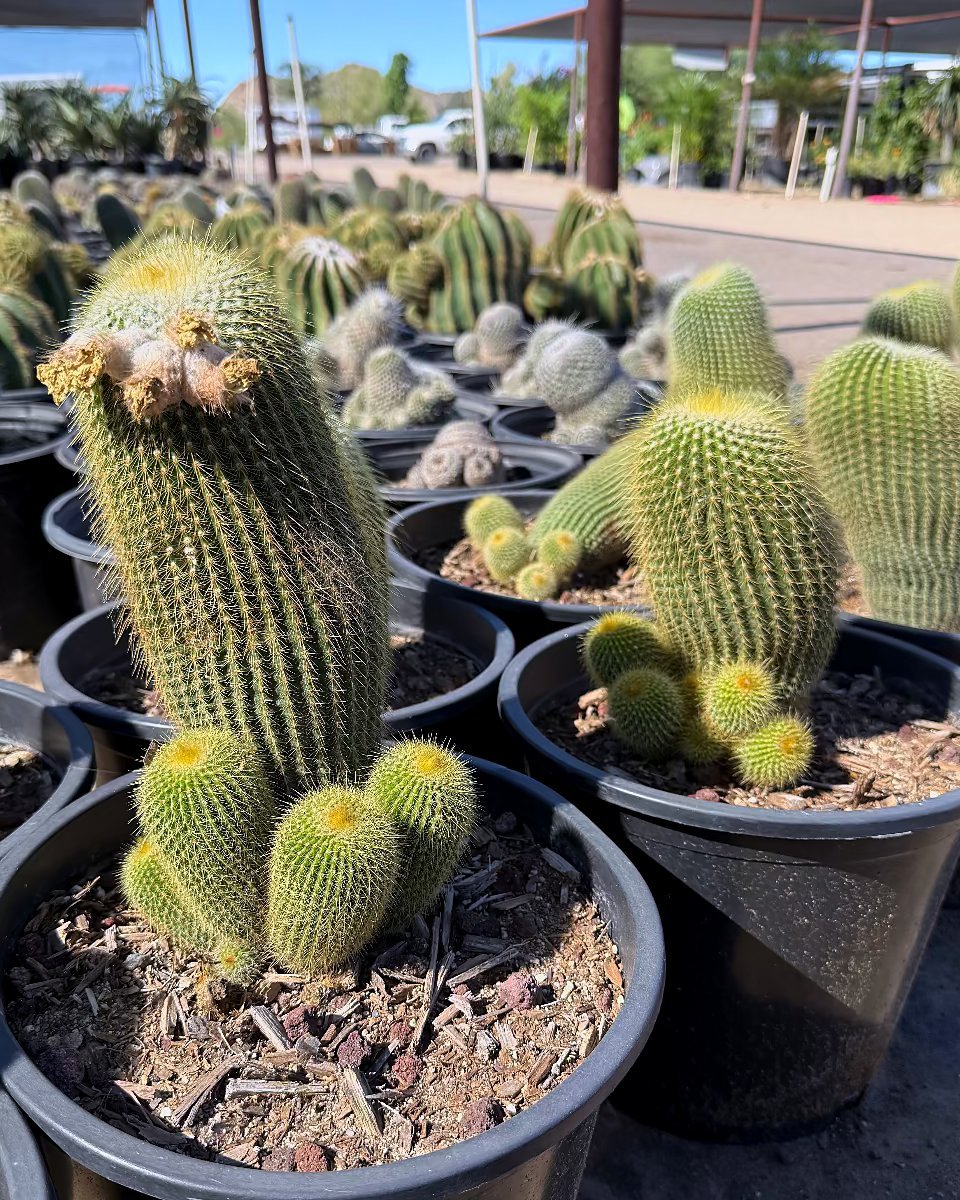 Gold - Mammillaria pringlii