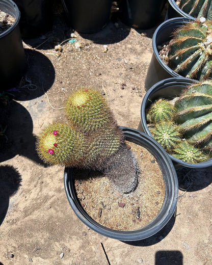Gold - Mammillaria pringlii