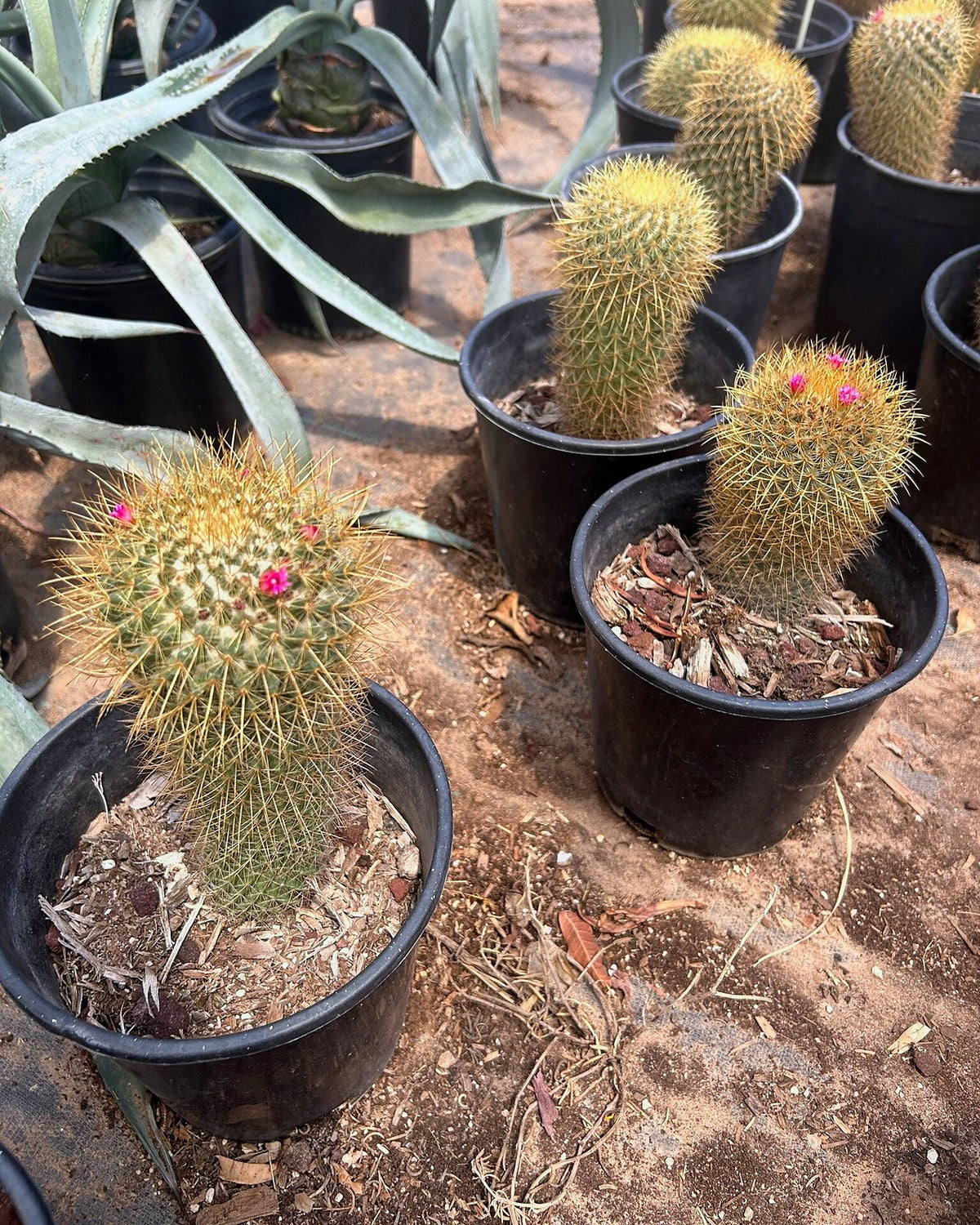 Gold - Mammillaria pringlii