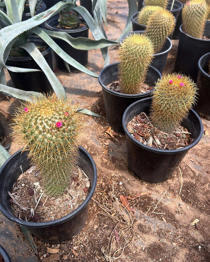 Gold - Mammillaria pringlii