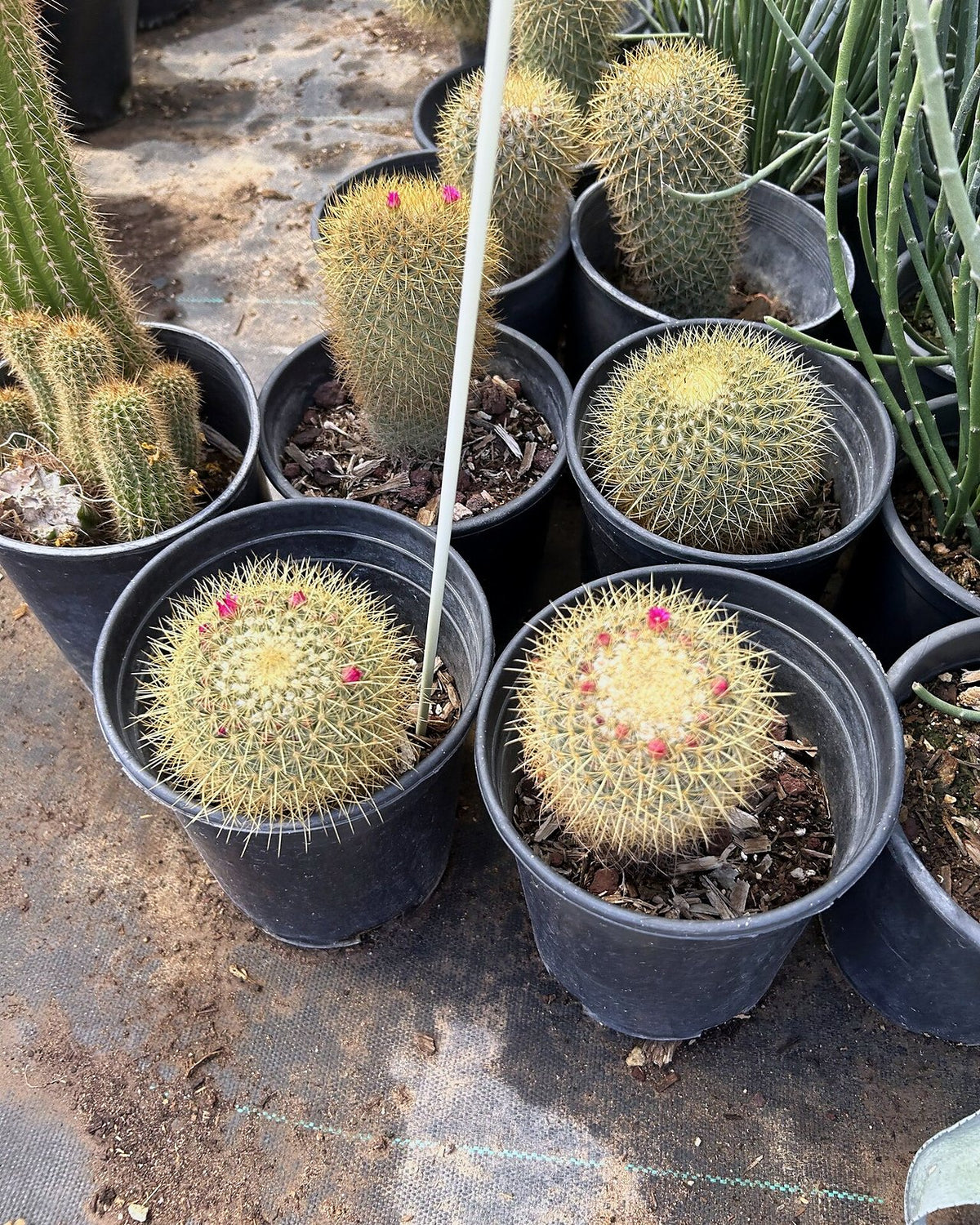 Gold - Mammillaria pringlii