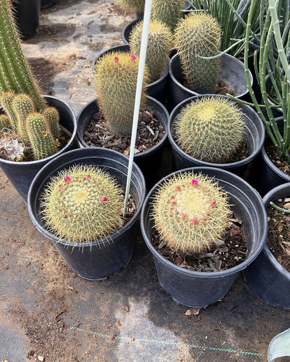 Gold - Mammillaria pringlii