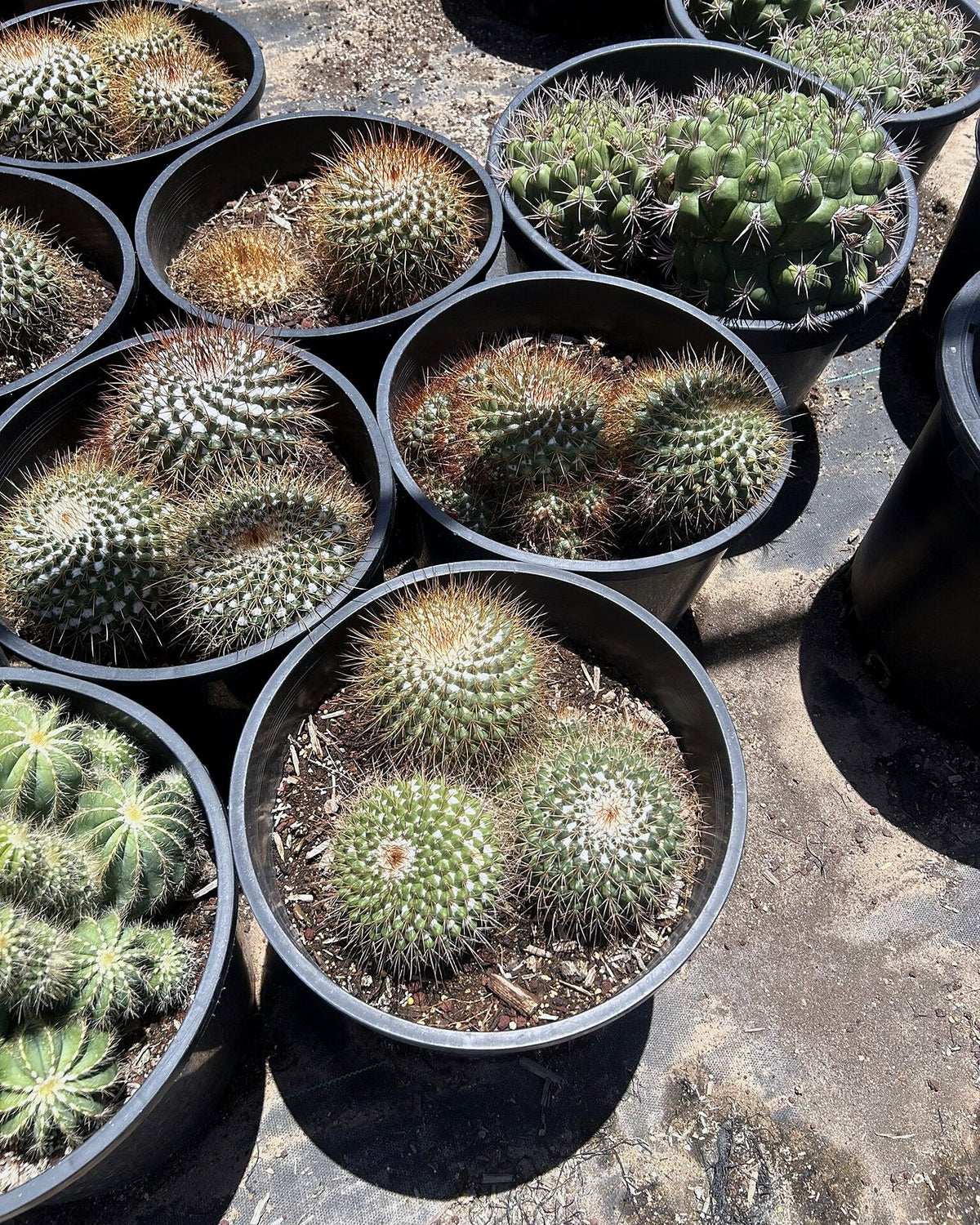 Gold - Mammillaria pringlii