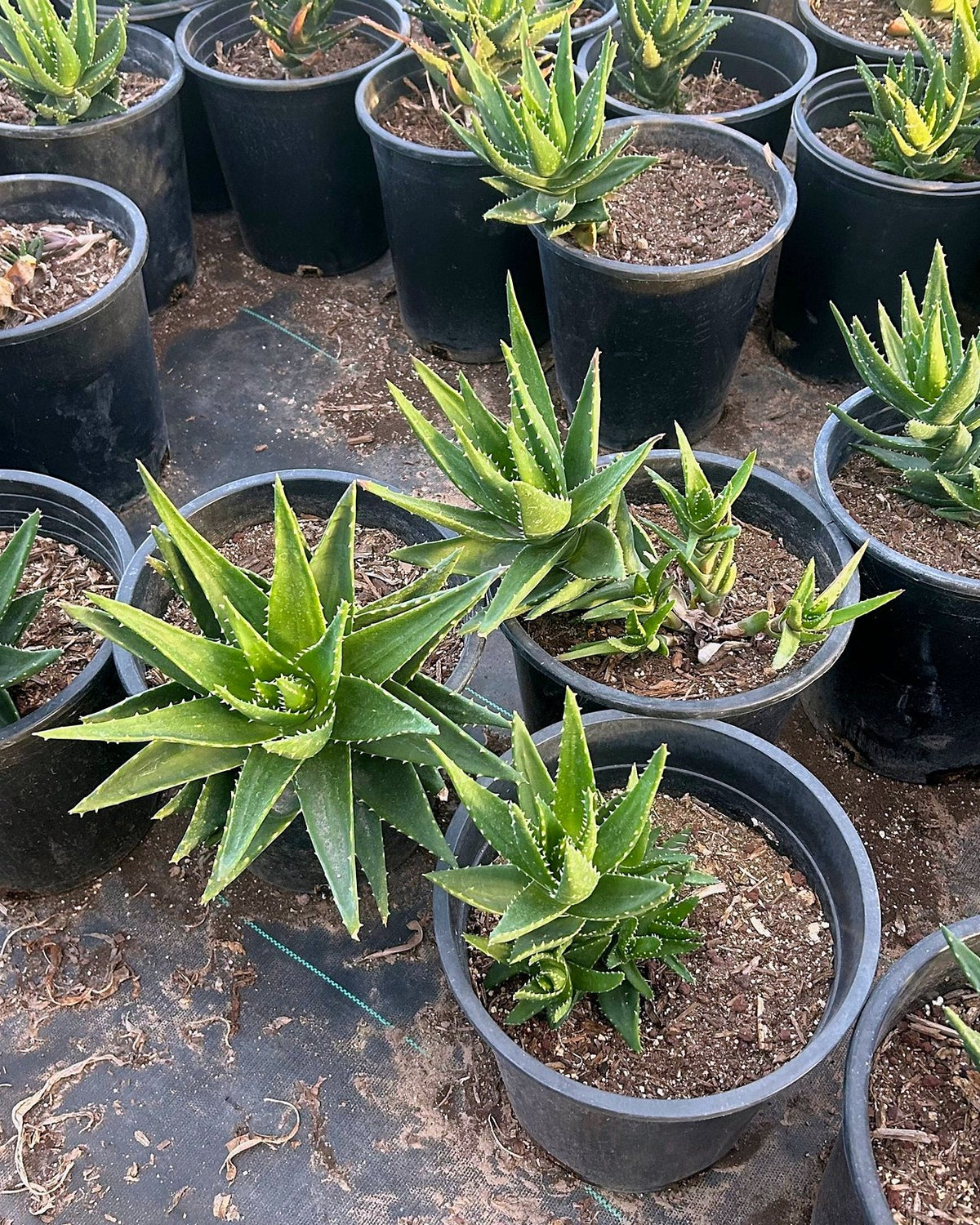 Gold Tooth Aloe