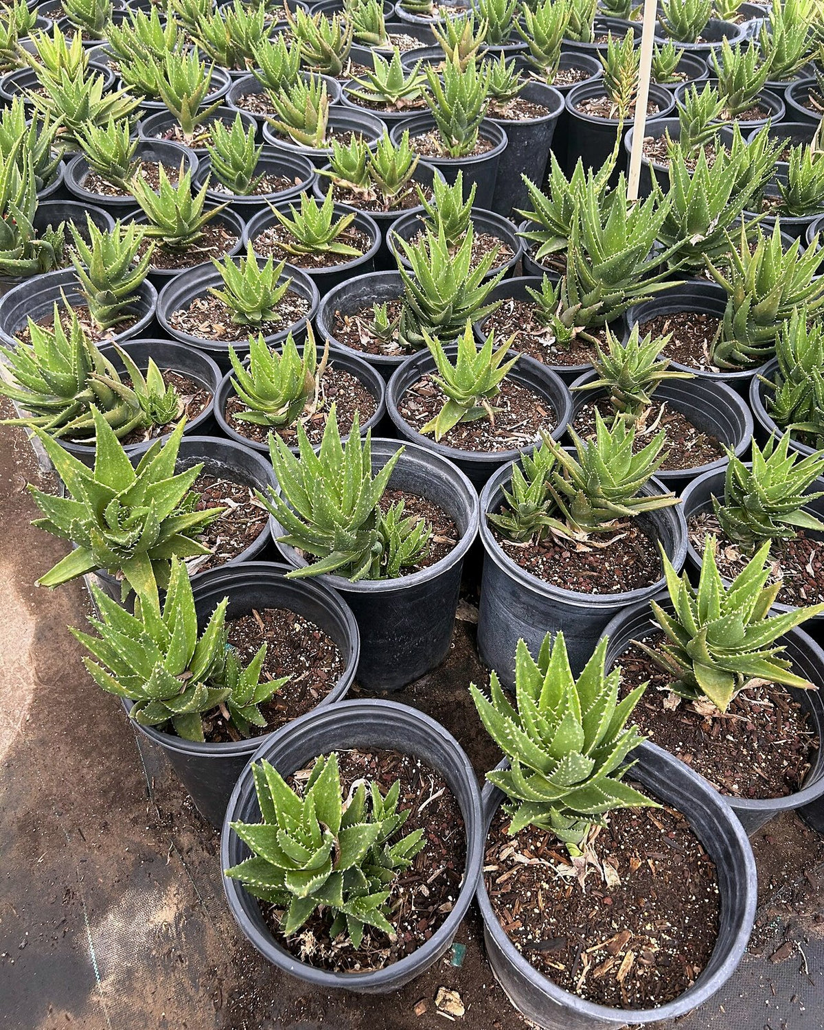 Gold Tooth Aloe