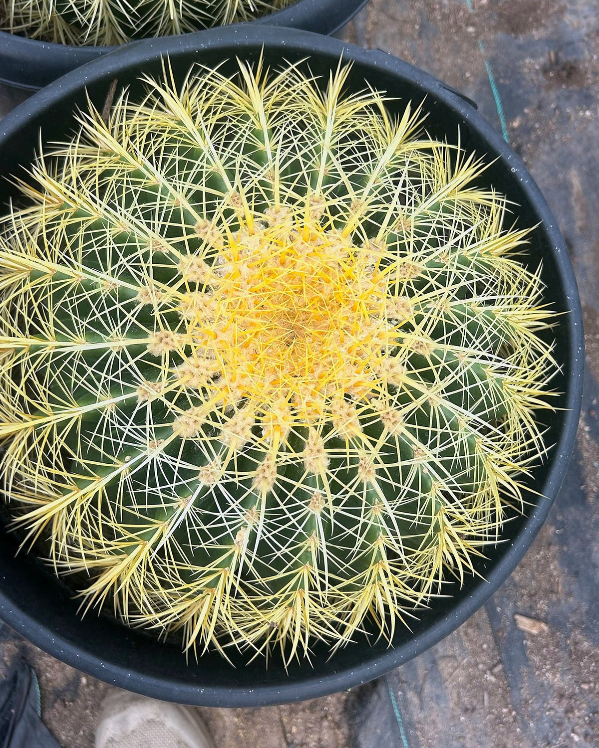 Golden Barrel