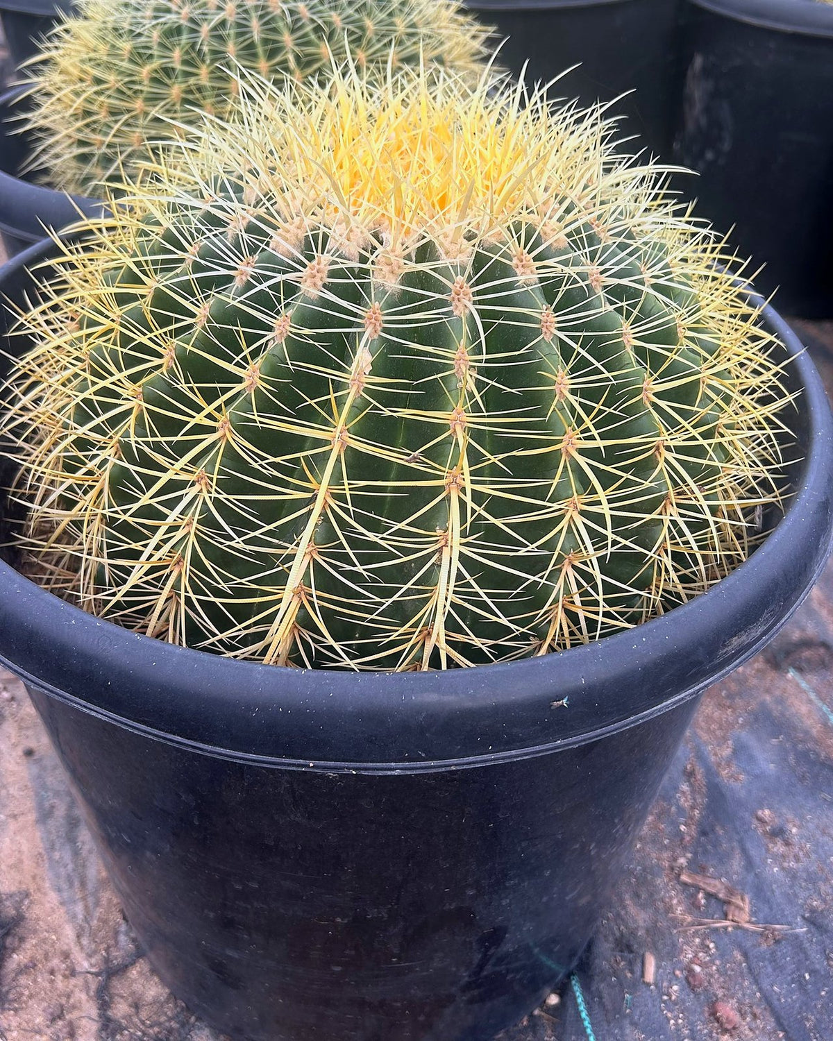 Golden Barrel