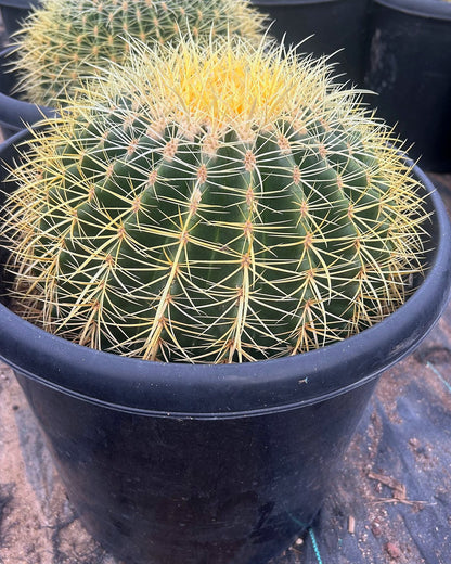 Golden Barrel