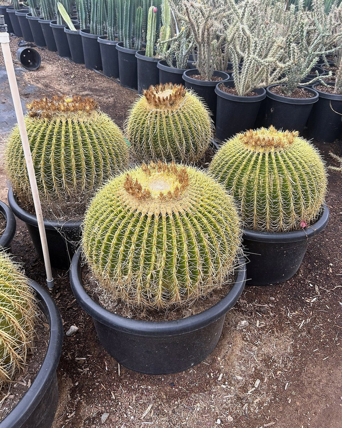 Golden Barrel