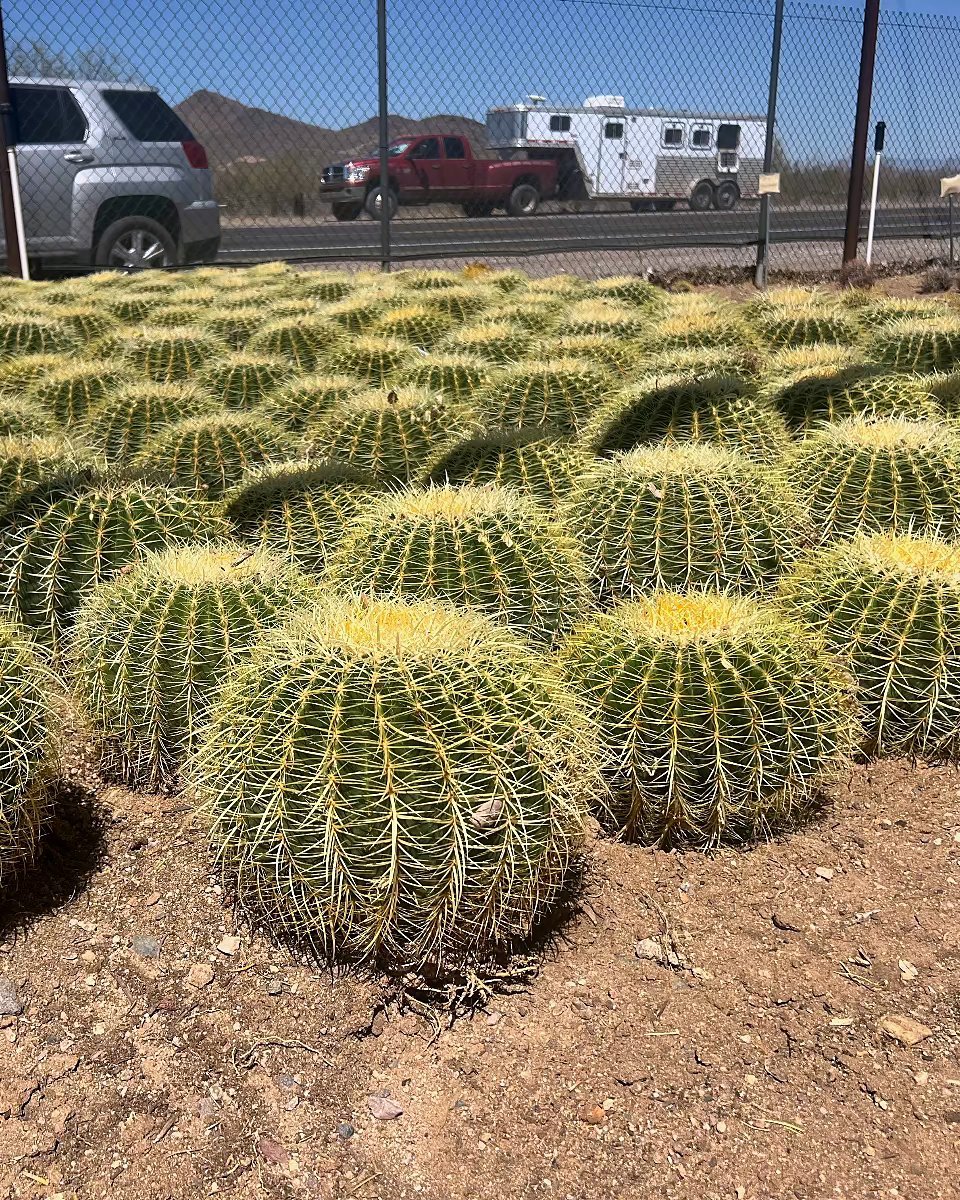 Golden Barrel - Bareroot