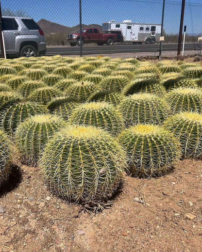 Golden Barrel - Bareroot
